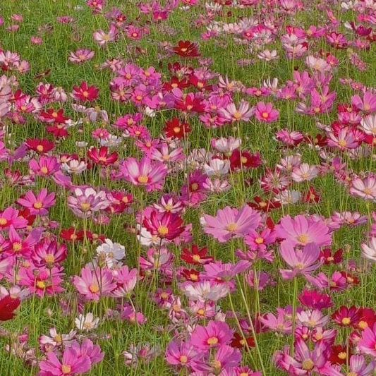 Mít 2005 🌷