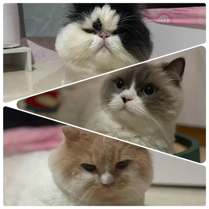 สามเหมียวขายผ้า