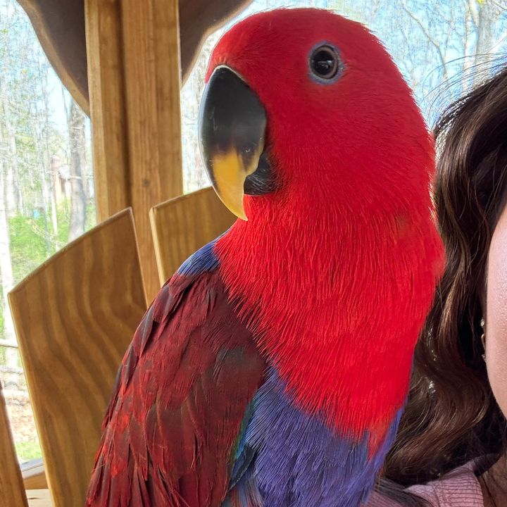 KevintheEclectus