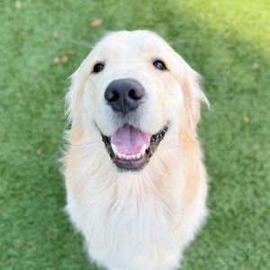 vaderrthegolden