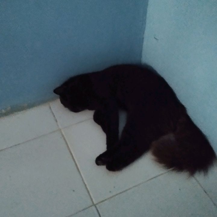 lubis anggodo