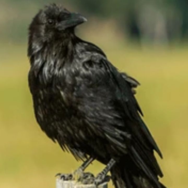 FencePostCrow