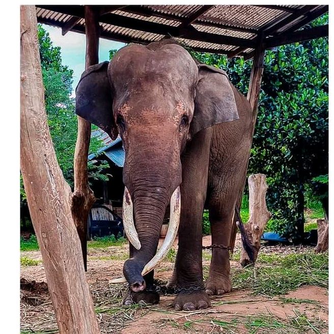พลายดาร์กี้ 🐘