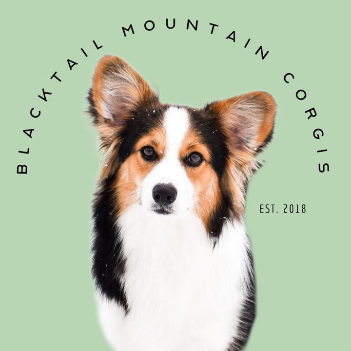 Blacktail Mountain Corgis