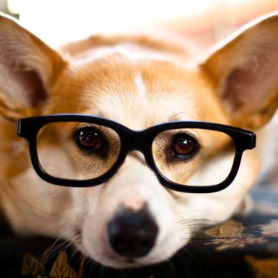cachorroderua