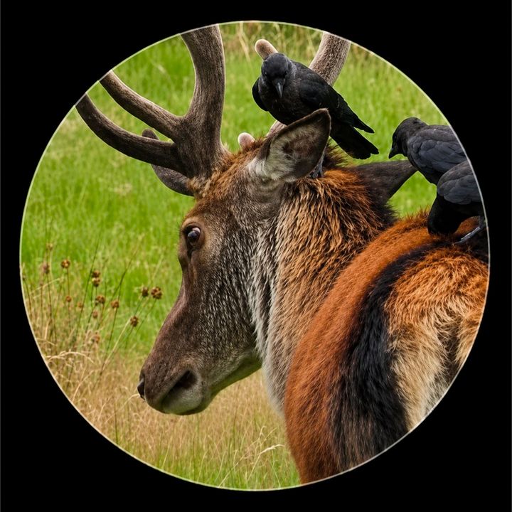 Animal Facts Daily