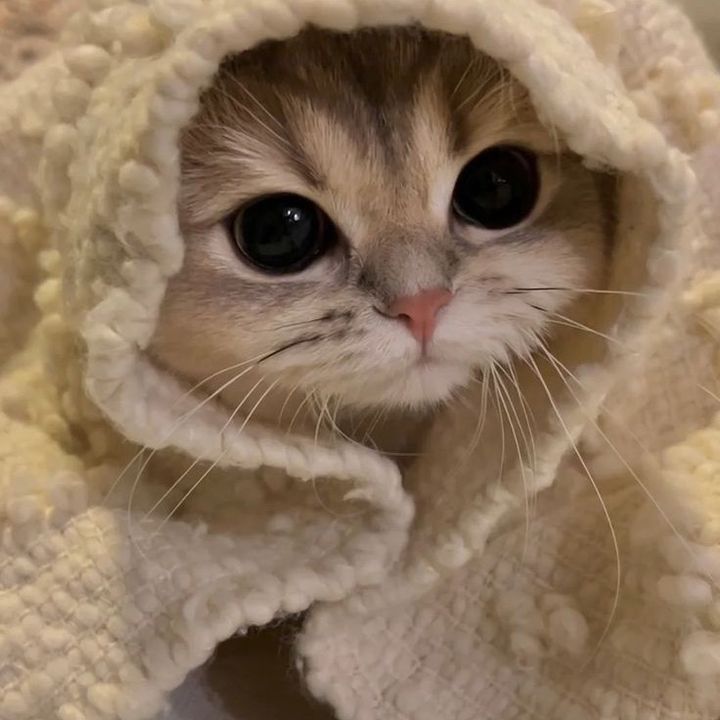 كاترينا