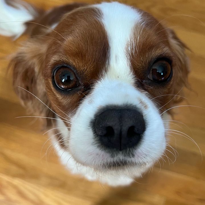 MoochiWildRun