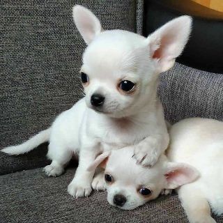 El CLUB DEL CHIHUAHUA🐾