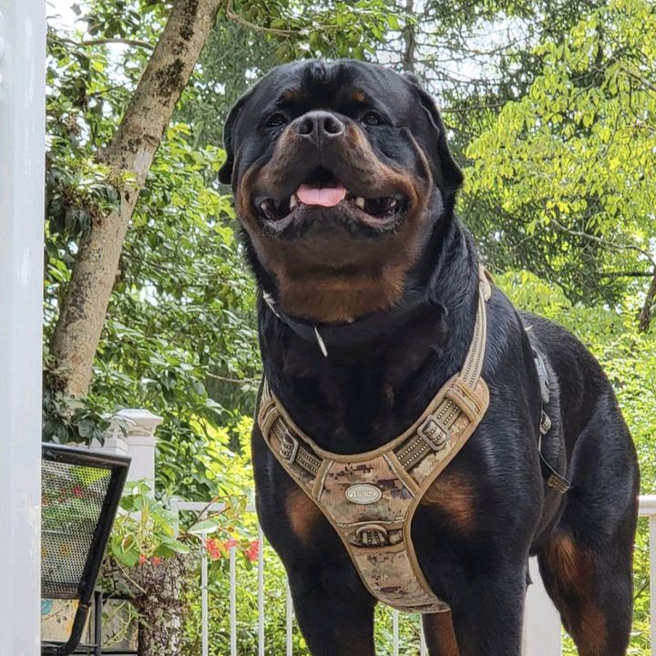Elroy Rottweiler 🐾