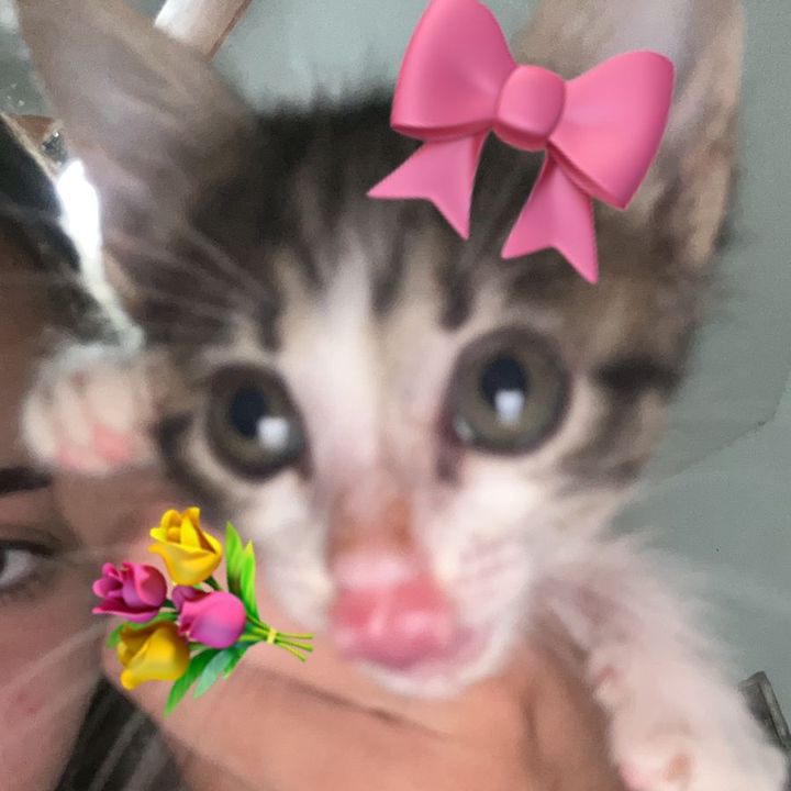 biscoitoz.com