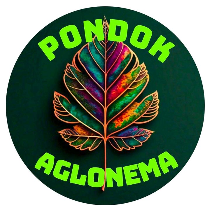 PondokAglonema
