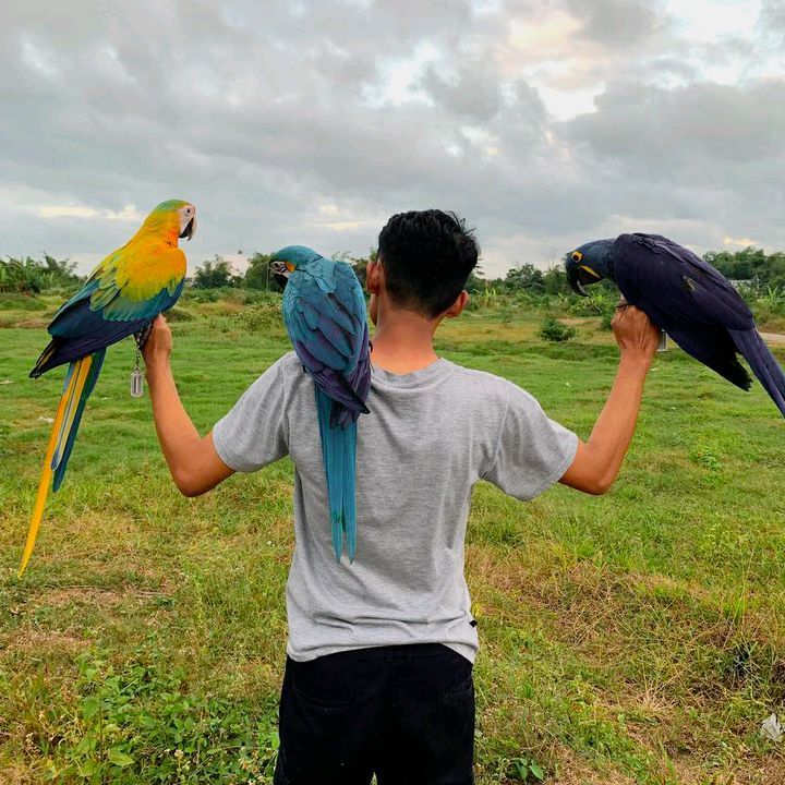 Jeejeparrot