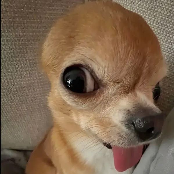 roseypuzey