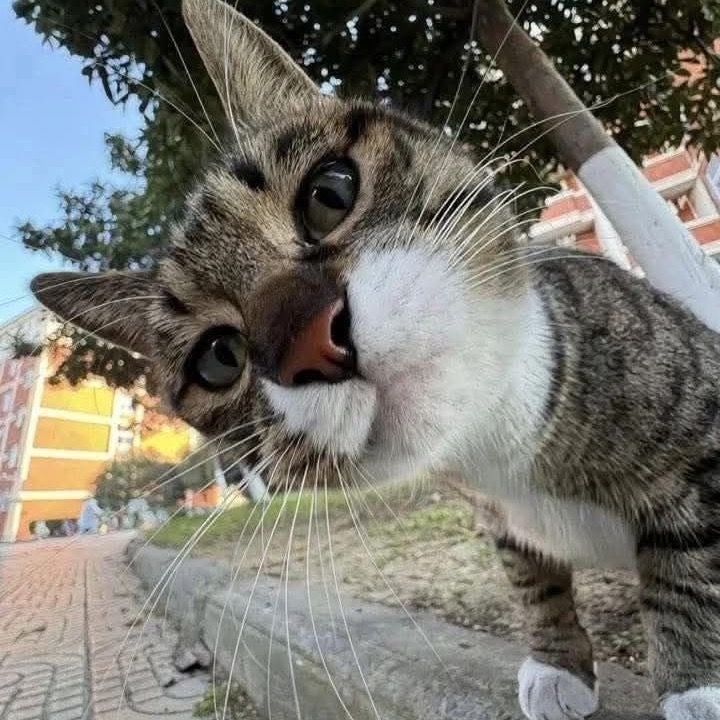funcats.pov