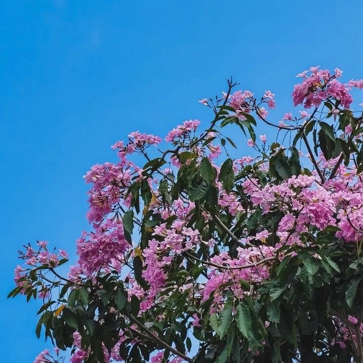 satuperempatabadplusdua