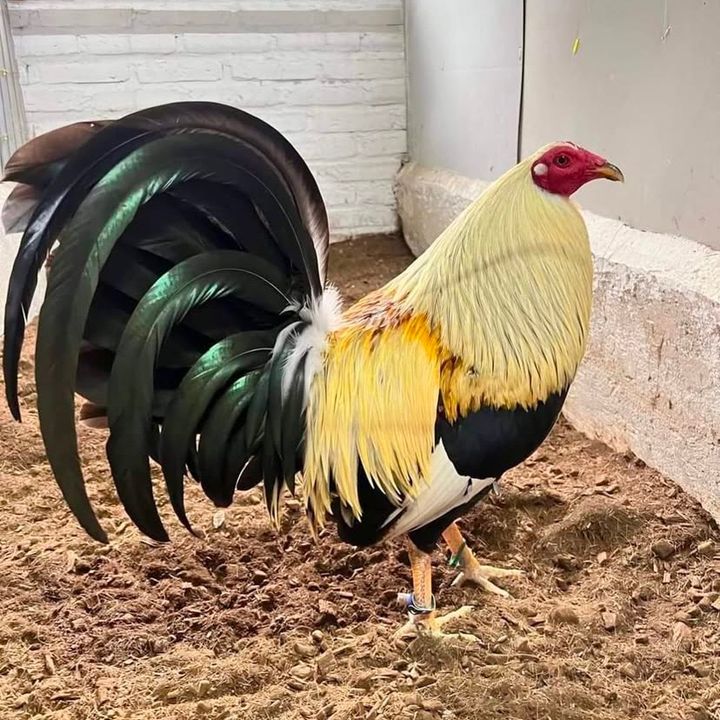 Los Gallos Más Finos