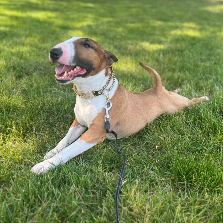 Vee