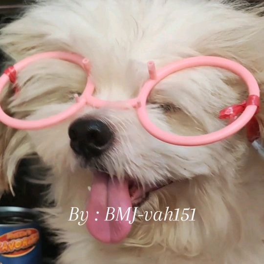 Berkat Murah Jaya Pet Care
