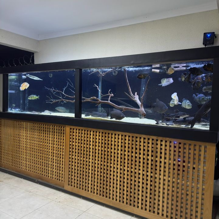 sonhodeaquarista.7