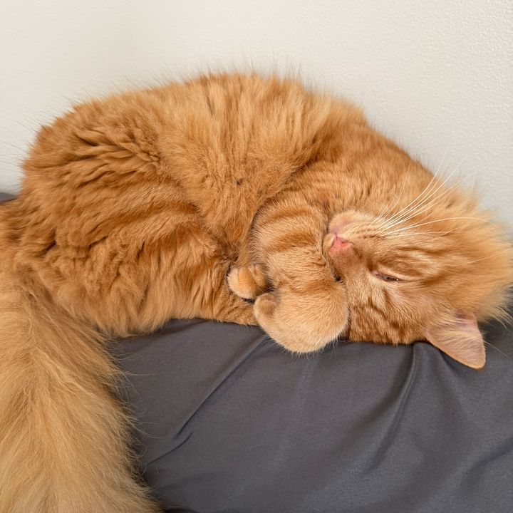 Biscuitsalamander