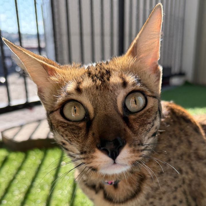 Kiki