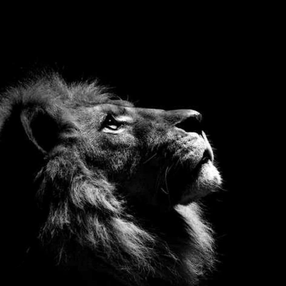 looming.lion