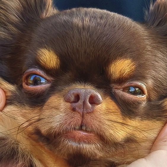Marvel🐶