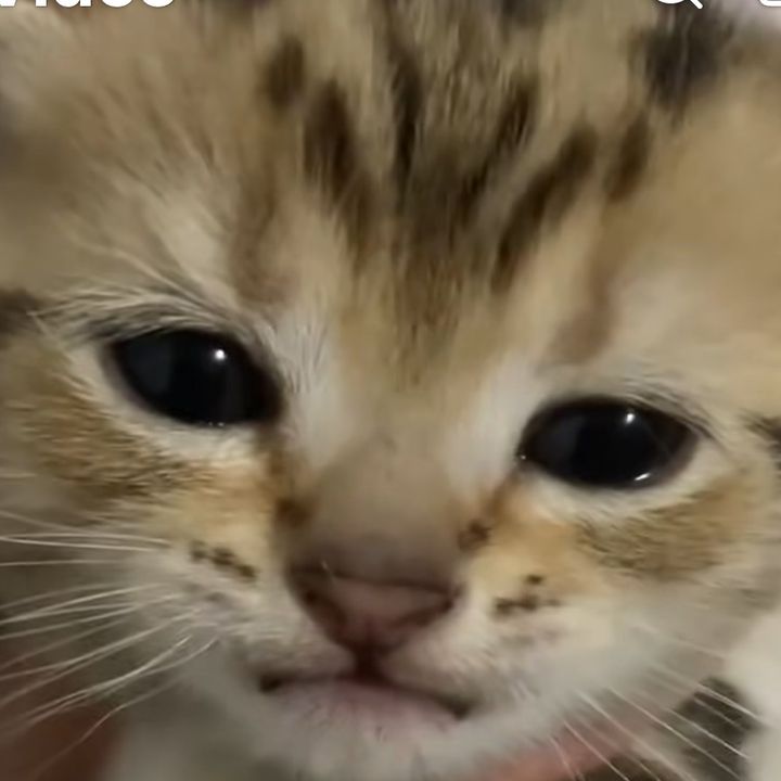 Milo