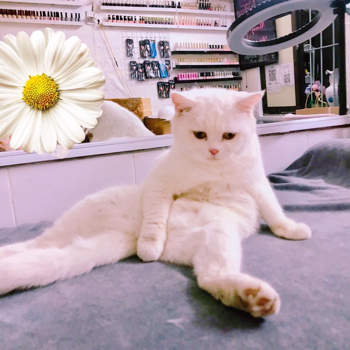 Shop của mèo bông