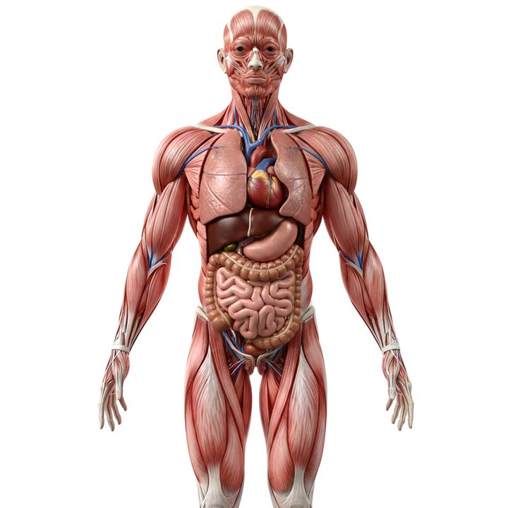 Inside The Human Body
