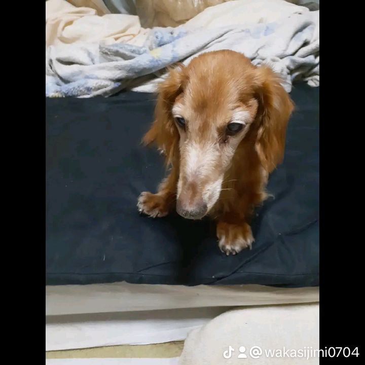 わかとしじみ
