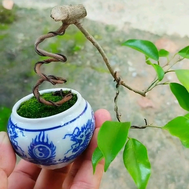 Đam Mê Bonsai