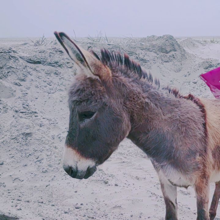Donkey Video