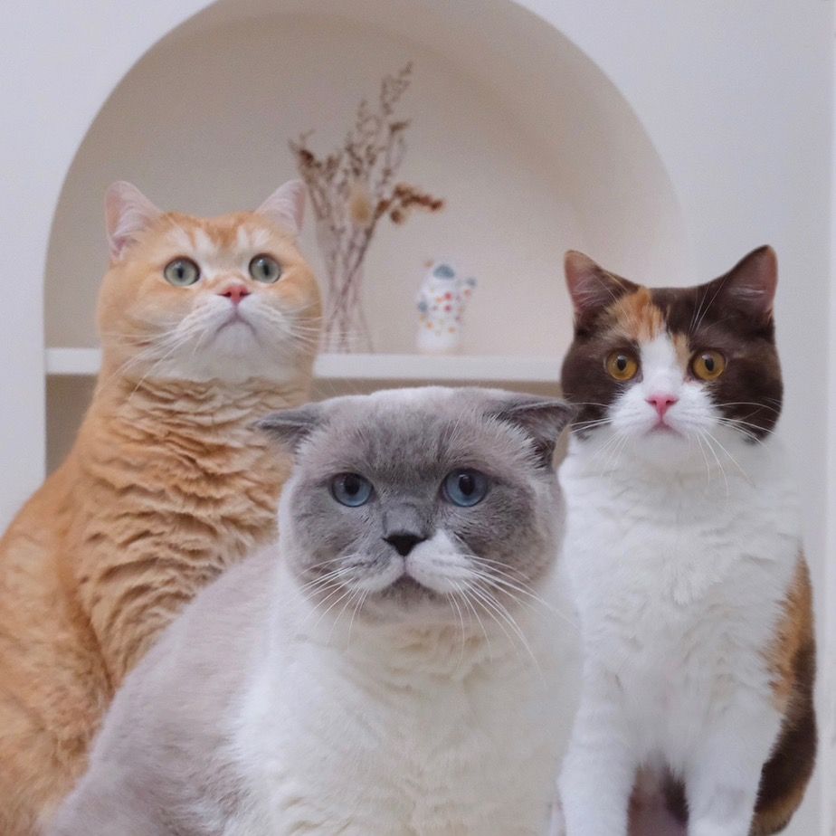 ชิเอลแมวมึน 😺