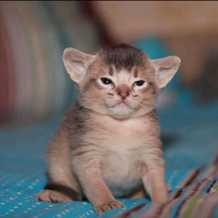 lola capibaras