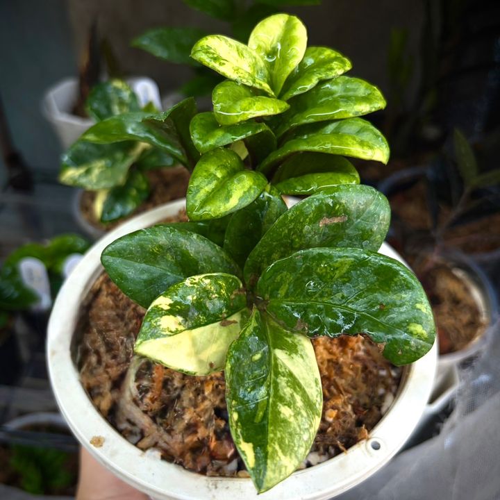 Ruay Yen Plant House
