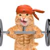 Gatito 🫅