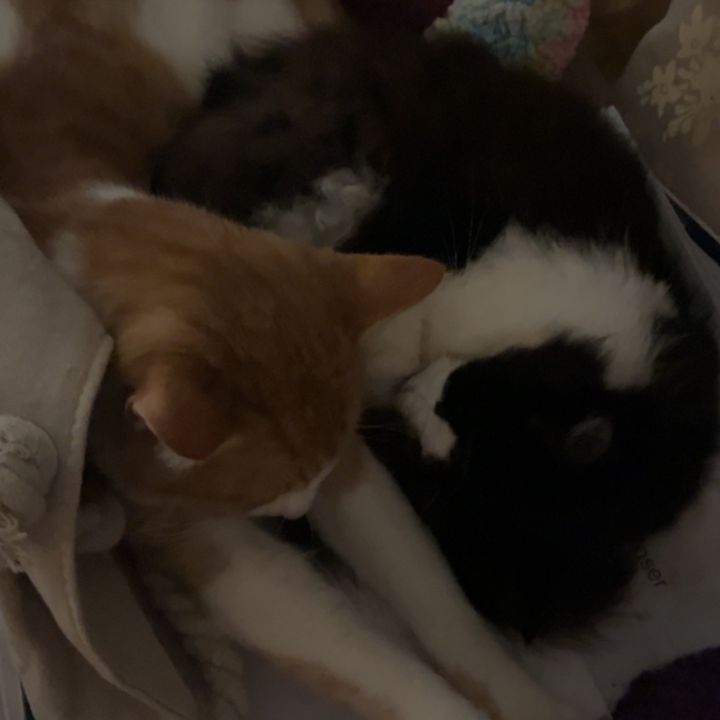 Pumpkin & Cleo