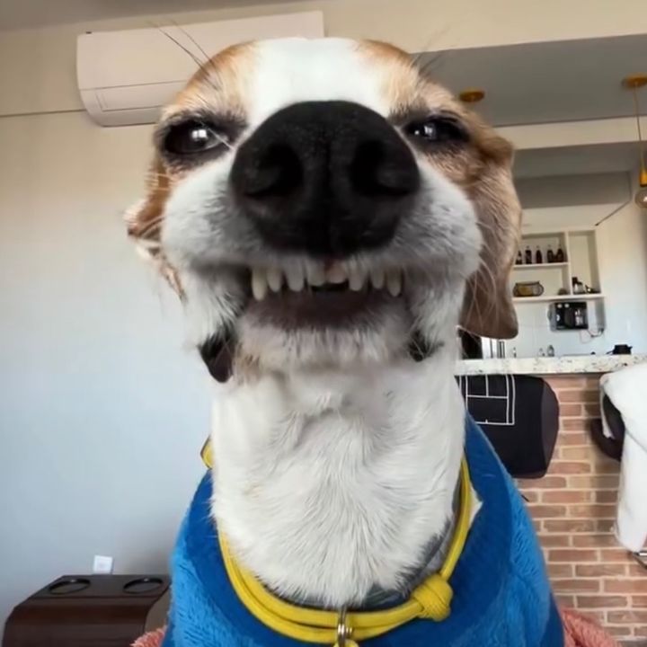 massupilame_