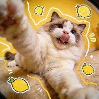 LemonBlep