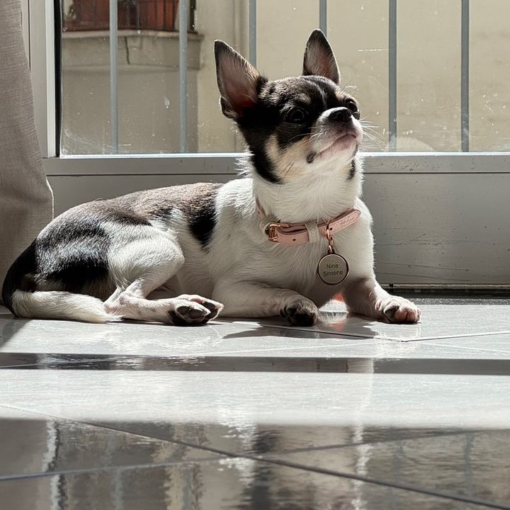 Nina Simone | The chihuahua