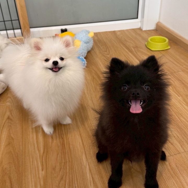 fufu&feifei