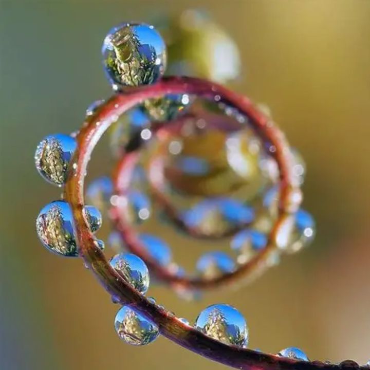 dyegivj