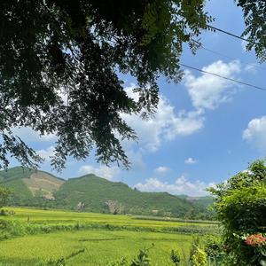 Linh Nhi sóp