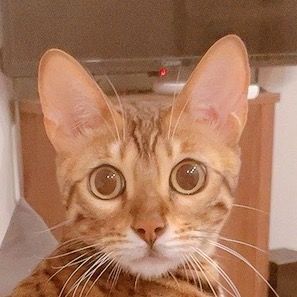 ねこのうに🐆🐱🛎️🐾🐾