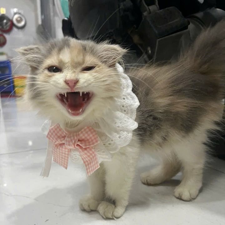 Nhím Lắm Lông 😼