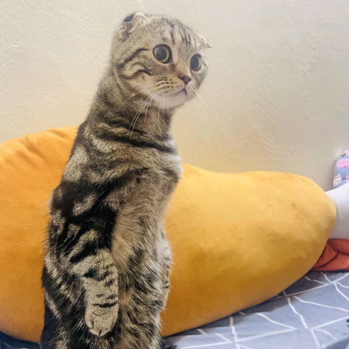 PHAYA แมวโพง