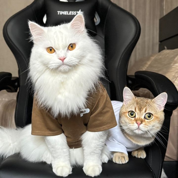 Kootie & Goldie Wijaya | MAQAN