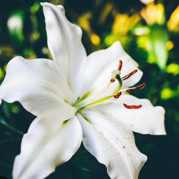 Lily’s Collection 2.0